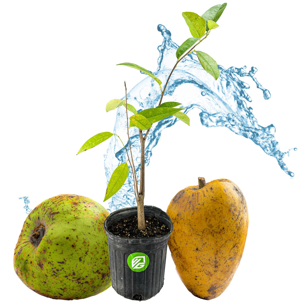 Pond Apple Tree - Annona glabra (3/4 gallon pot)
