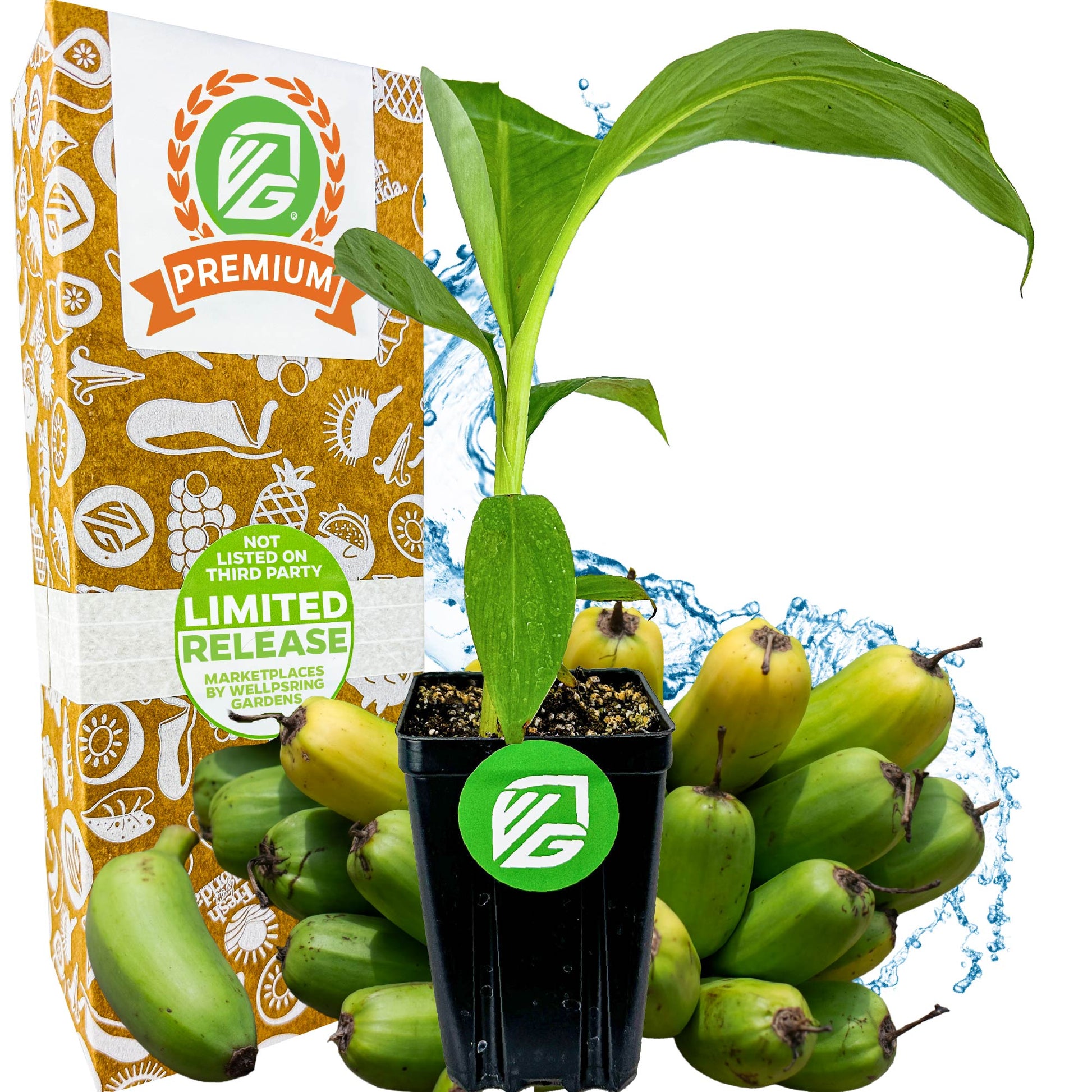 Popoulu Red Trunk Tongan/Hawaiian Popo'ulu Banana - Musa