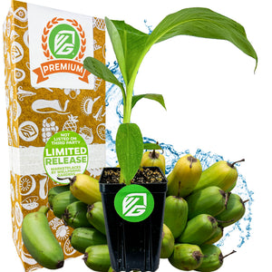 Popoulu Red Trunk Tongan/Hawaiian Popo'ulu Banana - Musa