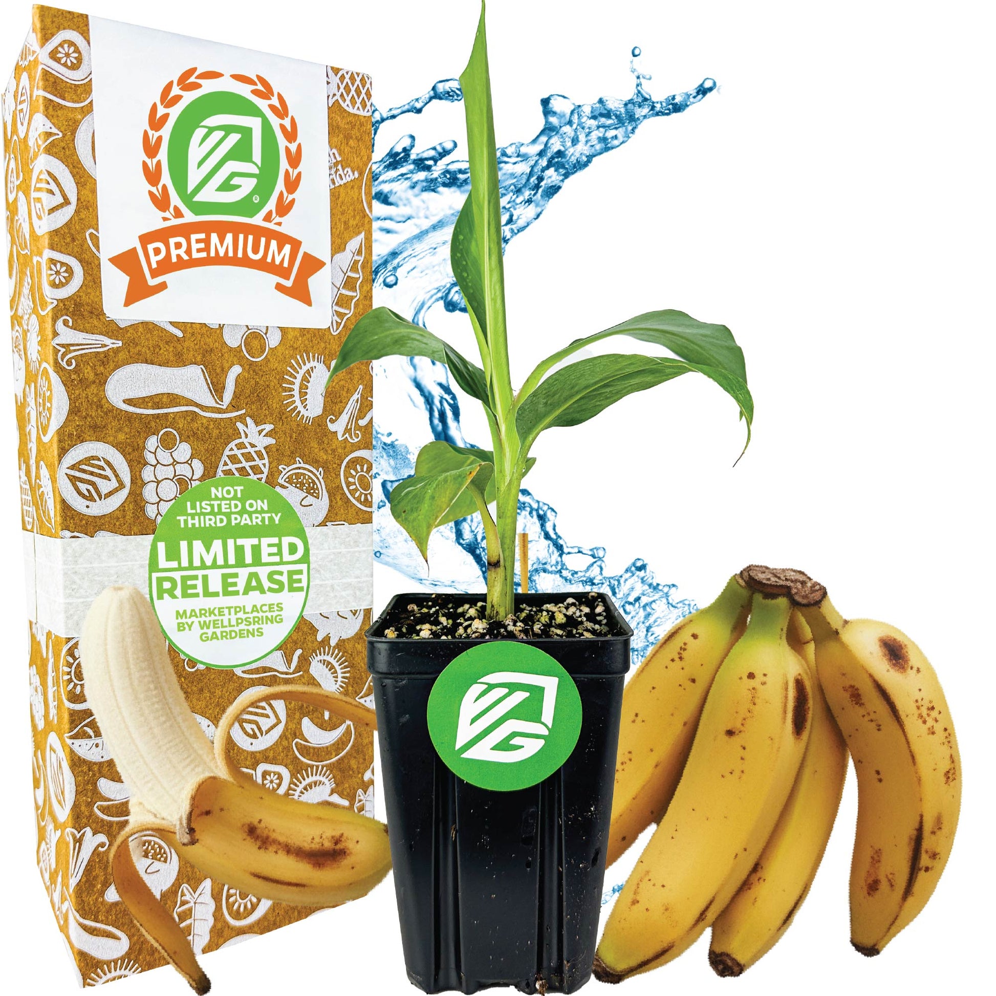 Goldfinger Banana Tree - Musa