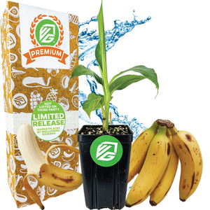 Goldfinger Banana Tree - Musa