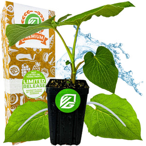 Mexican Pepperleaf (Hoja Santa Root Beer Leaf Plant) - Piper auritum