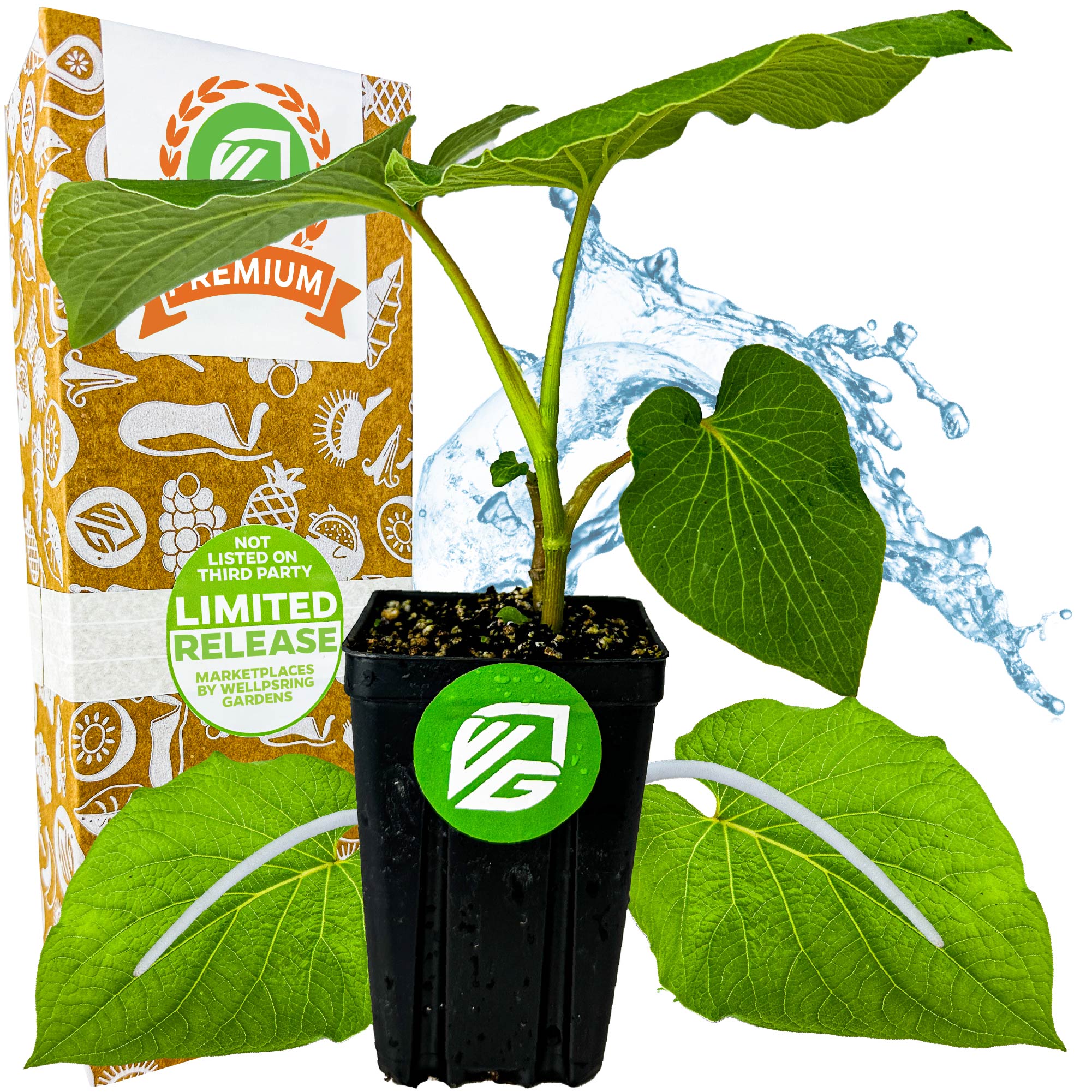 Mexican Pepperleaf (Hoja Santa Root Beer Leaf Plant) - Piper auritum