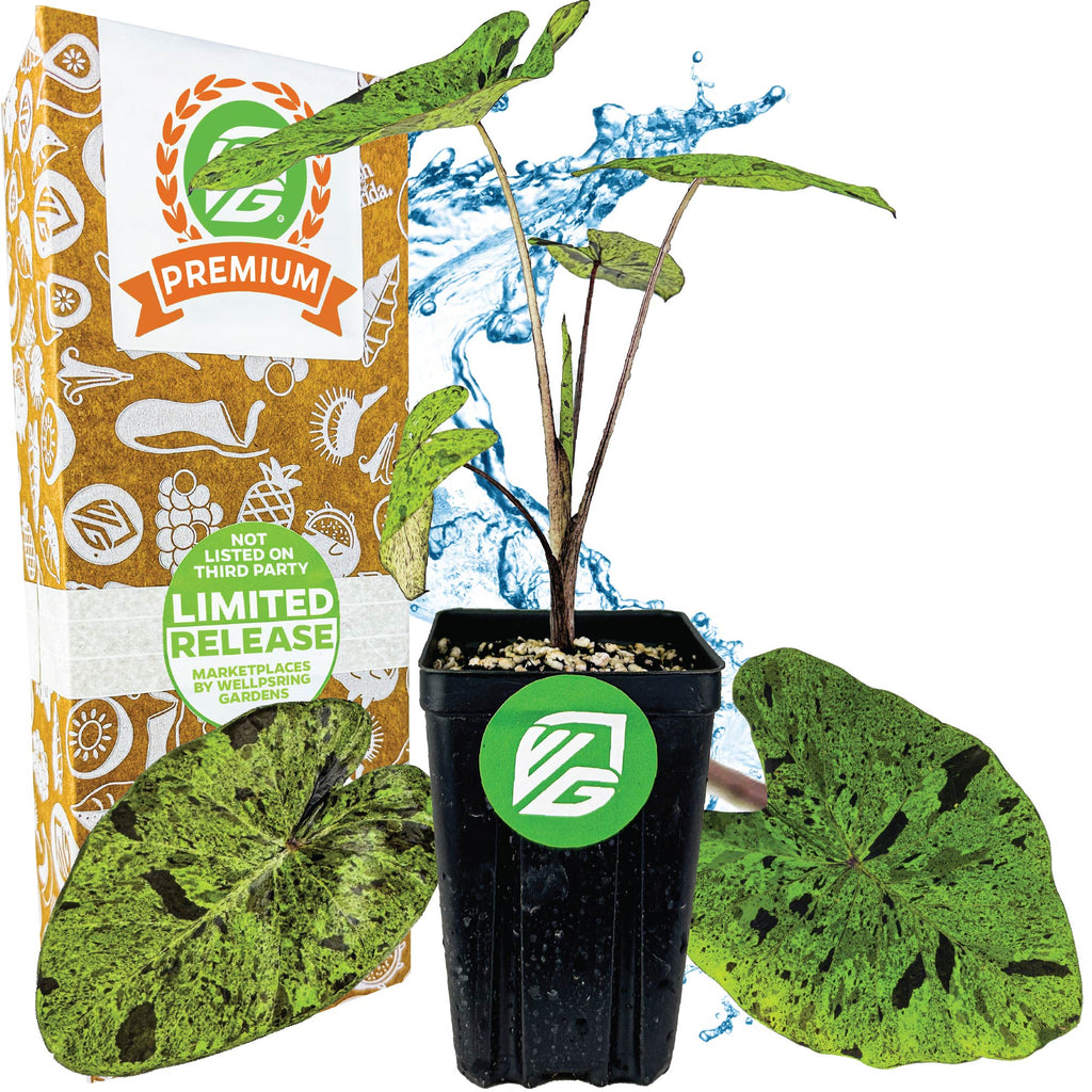 Mojito Elephant Ear PPAF - Colocasia esculenta