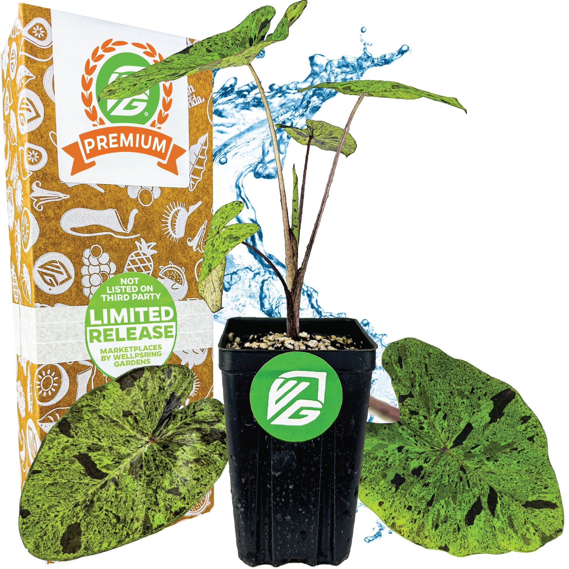 Mojito Elephant Ear PPAF - Colocasia esculenta