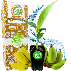 A small potted Mona Lisa Banana (Musa acuminata) from Wellspring Gardens sits in front of a box labeled “30 Day Guarantee, Easy to Grow, Non-GMO,” with small bananas and a splash of water in the background.