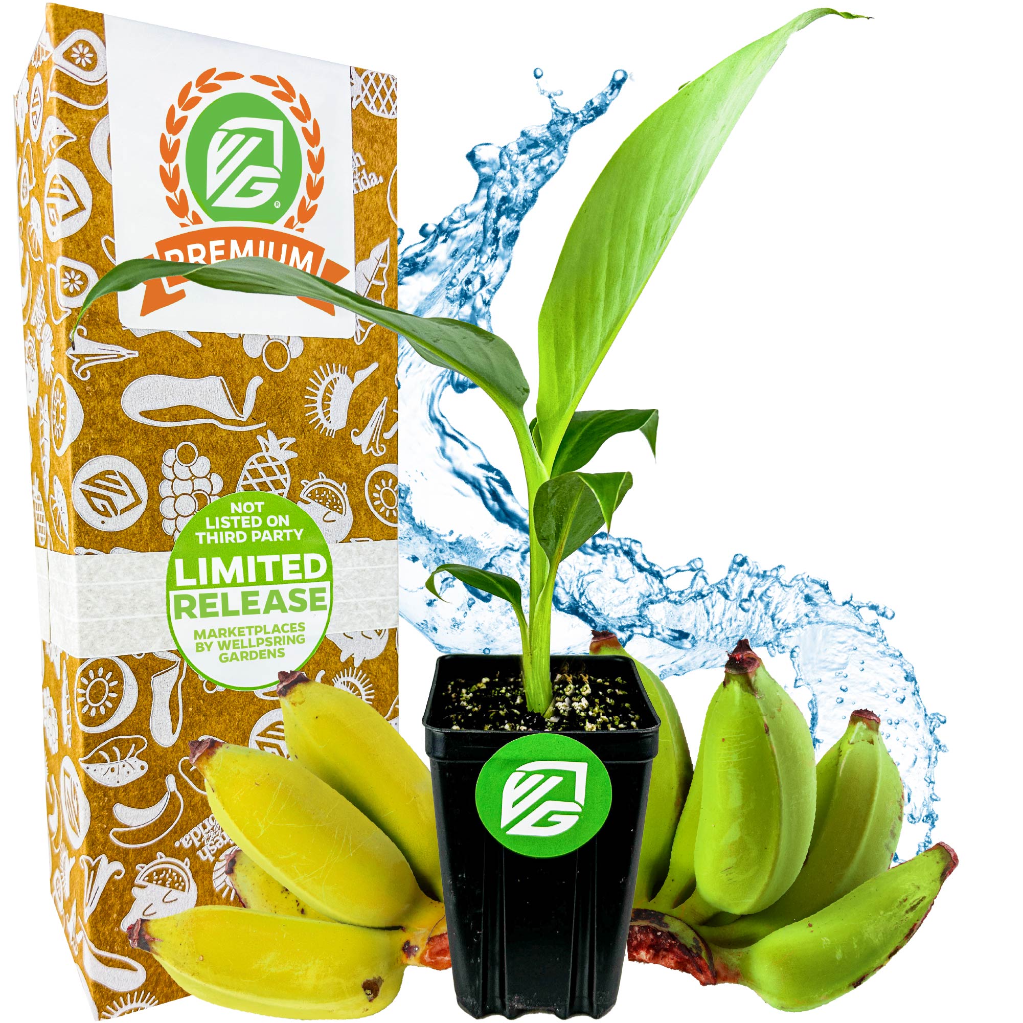 A small potted Mona Lisa Banana (Musa acuminata) from Wellspring Gardens sits in front of a box labeled “30 Day Guarantee, Easy to Grow, Non-GMO,” with small bananas and a splash of water in the background.