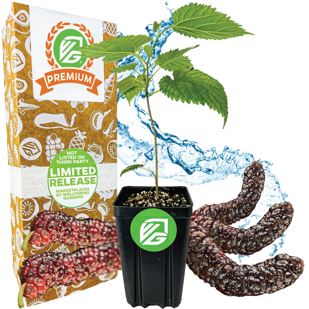 Pakistan Mulberry (Long Mulberry) Tree - Morus nigra