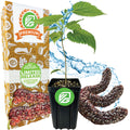 Wellspring Gardens’ limited release Pakistan Mulberry (Long Mulberry) Tree – Morus nigra – comes in a box with fruit illustrations, edible mulberry leaves, and water splash detailing.