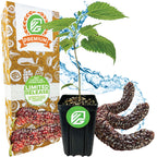 Wellspring Gardens’ limited release Pakistan Mulberry (Long Mulberry) Tree – Morus nigra – comes in a box with fruit illustrations, edible mulberry leaves, and water splash detailing.