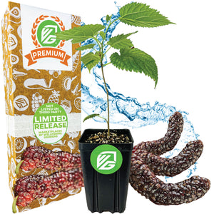 Pakistan Mulberry (Long Mulberry) Tree - Morus nigra