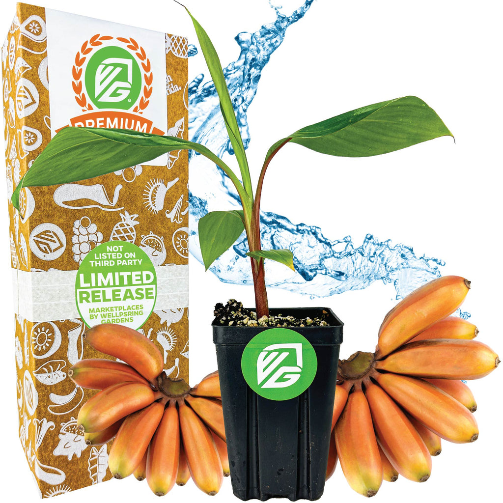 Cuban Red Dacca Banana (Premium Size) - Musa acuminata