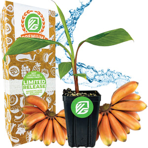 Cuban Red Dacca Banana (Premium Size) - Musa acuminata