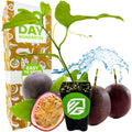 A young Purple Possum Passion Fruit vine (Passiflora edulis) from Wellspring Gardens is shown in a small pot with whole and halved fruit, water splash, and a box labeled 90 Day Guarantee and Easy to Grow with fruit icons.