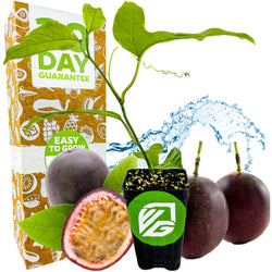 A young Purple Possum Passion Fruit vine (Passiflora edulis) from Wellspring Gardens is shown in a small pot with whole and halved fruit, water splash, and a box labeled 90 Day Guarantee and Easy to Grow with fruit icons.