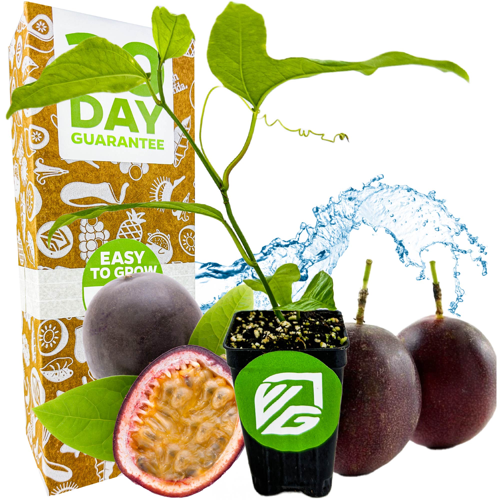 A young Purple Possum Passion Fruit vine (Passiflora edulis) from Wellspring Gardens is shown in a small pot with whole and halved fruit, water splash, and a box labeled 90 Day Guarantee and Easy to Grow with fruit icons.