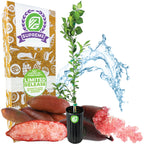 Red Finger Lime Tree - Citrus australasica