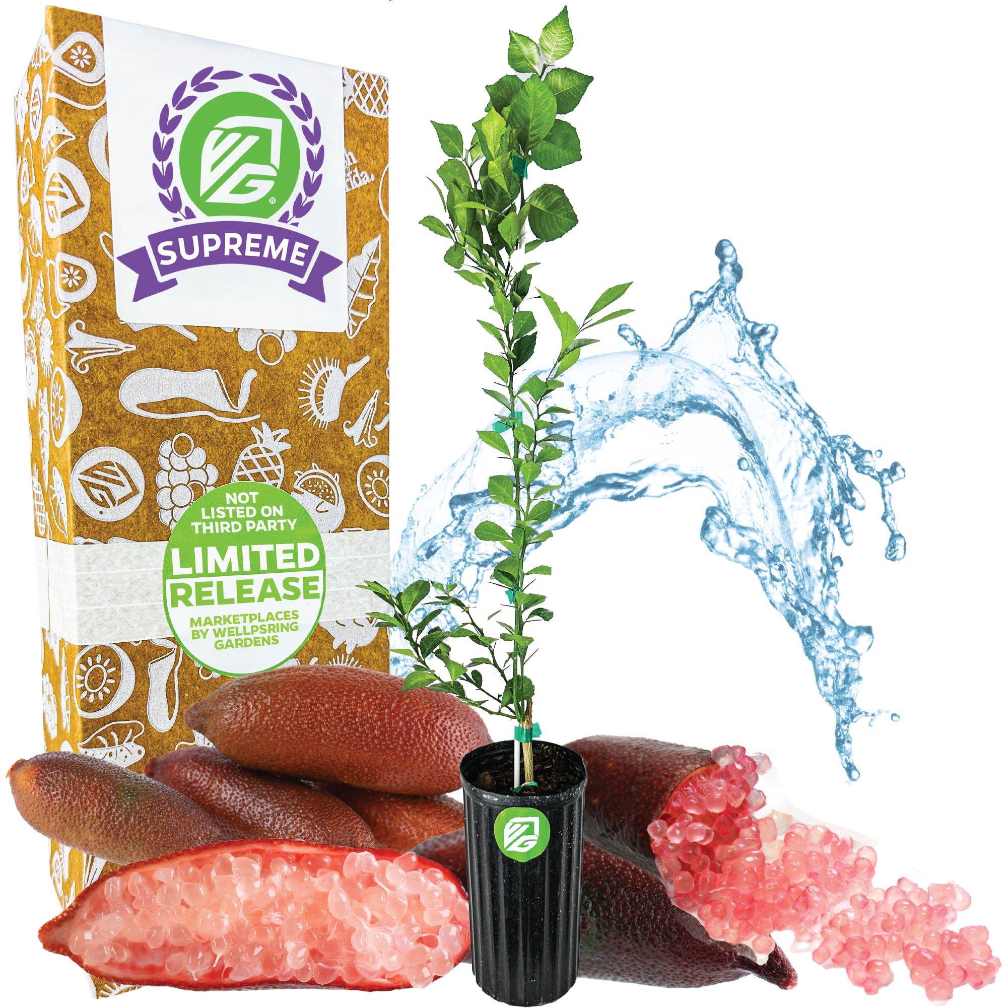 Red Finger Lime Tree - Citrus australasica