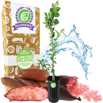 Red Finger Lime Tree (1-Gal) - Citrus australasica