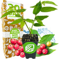 The Wellspring Gardens Red Jamaican Cherry (Strawberry Tree) - Muntingia calabura is shown in a black pot with red fruits nearby and a colorful box stating 30 Day Guarantee, Easy to Grow, and Non-GMO in the background. Blue leaves are also visible.