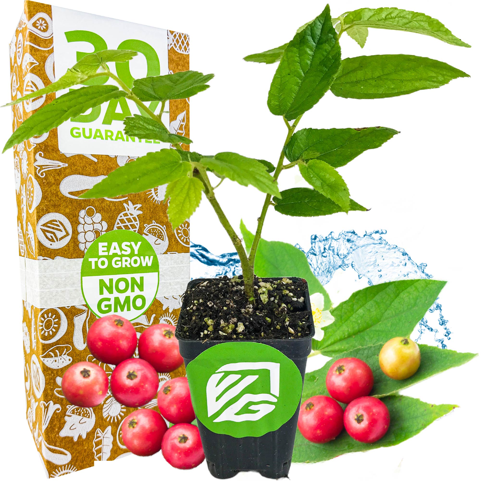 The Wellspring Gardens Red Jamaican Cherry (Strawberry Tree) - Muntingia calabura is shown in a black pot with red fruits nearby and a colorful box stating 30 Day Guarantee, Easy to Grow, and Non-GMO in the background. Blue leaves are also visible.