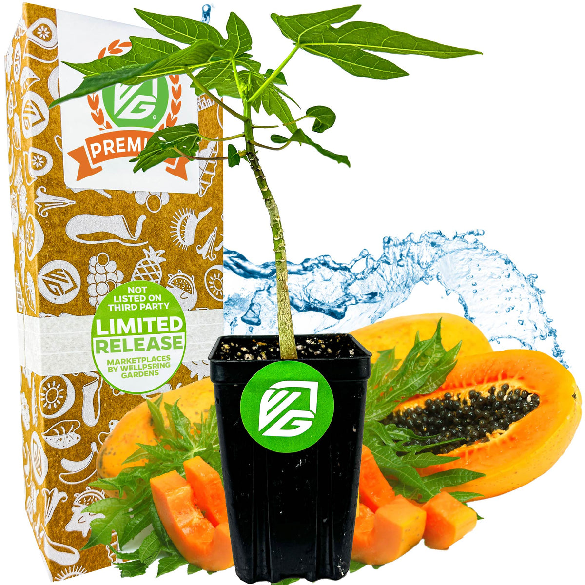 Red Lady Papaya (Premium size) - Carica papaya – Wellspring Gardens