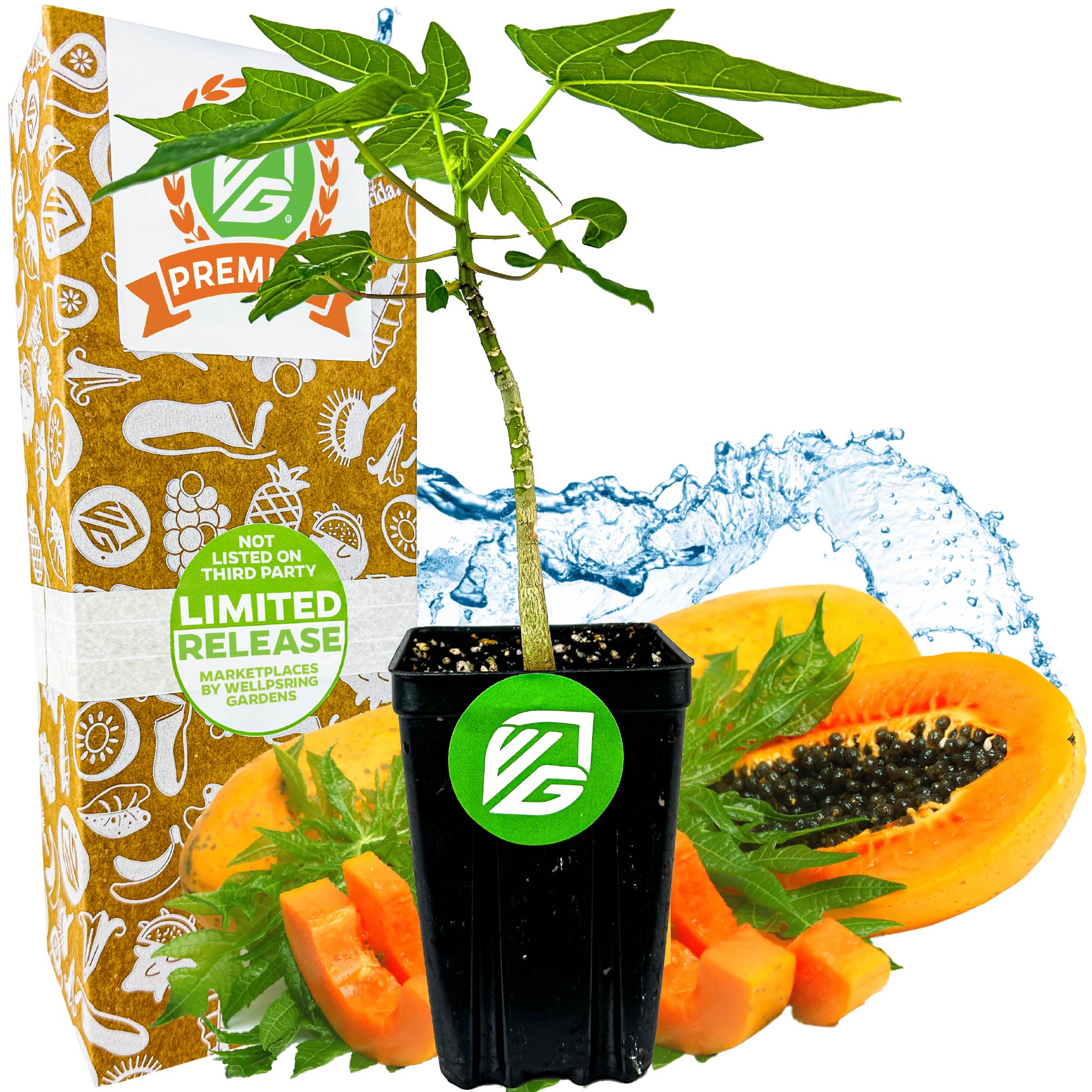 Red Lady Papaya (Premium size) - Carica papaya