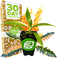 A Wellspring Gardens Philodendron 'Ring of Fire' Variegated (Wendlandii x P. Tortum) with striking green and yellow leaves stands before a box marked 30 Day Guarantee and Easy to Grow, fiery flames rising behind it with two colorful leaves at its base.
