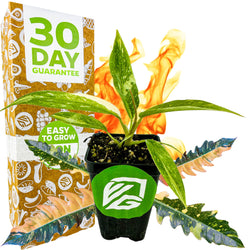 A Wellspring Gardens Philodendron 'Ring of Fire' Variegated (Wendlandii x P. Tortum) with striking green and yellow leaves stands before a box marked 30 Day Guarantee and Easy to Grow, fiery flames rising behind it with two colorful leaves at its base.