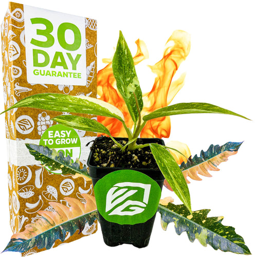 Philodendron 'Ring of Fire' Variegated