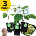 Three potted Salad Trees—Auntie Lilli's, Chief Kubo, and Kiko's Crump—from Wellspring Gardens in black containers with green logos. Yellow "3 PACK" label. Perfect spinach substitute or for your Tropical Salad Tree garden.