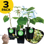 Three potted Salad Trees—Auntie Lilli's, Chief Kubo, and Kiko's Crump—from Wellspring Gardens in black containers with green logos. Yellow "3 PACK" label. Perfect spinach substitute or for your Tropical Salad Tree garden.