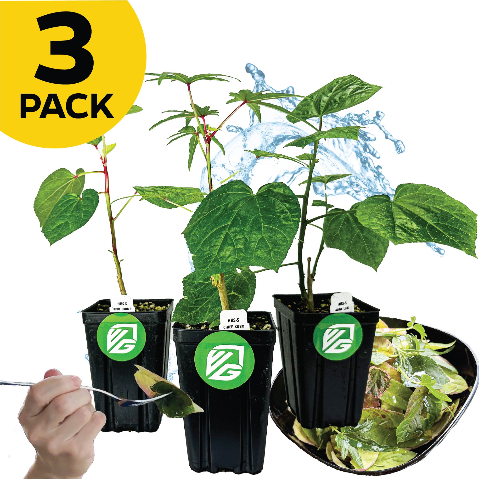 Three potted Salad Trees—Auntie Lilli's, Chief Kubo, and Kiko's Crump—from Wellspring Gardens in black containers with green logos. Yellow "3 PACK" label. Perfect spinach substitute or for your Tropical Salad Tree garden.