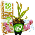 A potted Scarlet Belle Carnivorous Pitcher Plant by Wellspring Gardens with tall green pitchers sits before a box labeled 30 Day Guarantee, Easy to Grow, and Non GMO. Pink pitchers and water splashes are edited into the foreground.
