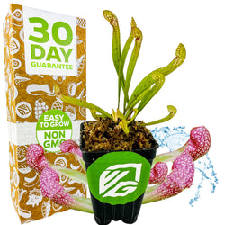 Scarlet Belle Carnivorous Pitcher Plant - Sarracenia