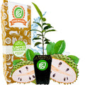 A Wellspring Gardens Soursop 'Guanabana' Tree (Annona muricata) is displayed before a Premium Limited Release box, surrounded by fresh soursop fruit halves and green leaves.