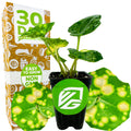 A Wellspring Gardens Spotted Leopard Plant (Farfugium japonicum 'Aureomaculata' or Tractor Seat Plant), with bold green, yellow-spotted leaves, sits by a box labeled "30 Day Guarantee," "Easy to Grow," and "Non-GMO." Close-ups highlight its unique foliage.
