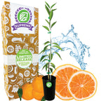 Sugar Belle Orange Tree - Citrus x reticulata 'Sugar Belle'