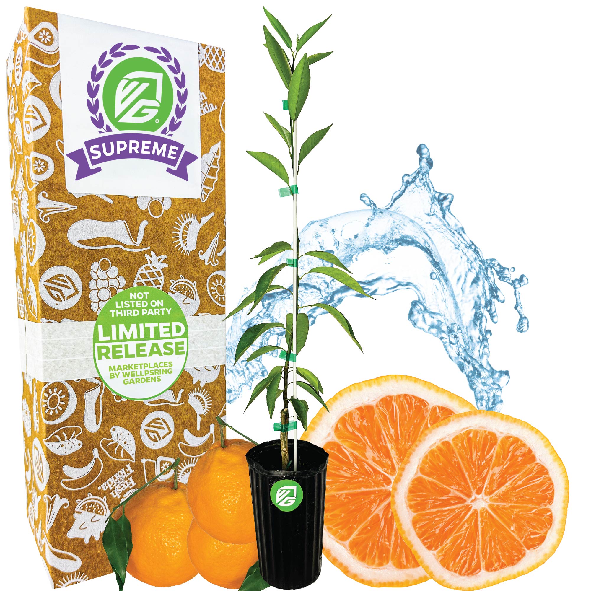 Sugar Belle Orange Tree - Citrus x reticulata 'Sugar Belle'