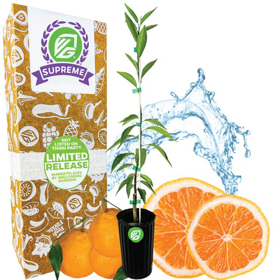 Sugar Belle Orange Tree (1-Gal) - Citrus x reticulata 'Sugar Belle'