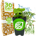 A Wellspring Gardens Superbum Staghorn Fern (Platycerium superbum) with a logo sticker sits before a “30 Day Guarantee” and “Easy to Grow, Non GMO” box, set against leafy decor and water splash, highlighting this lush indoor plant.