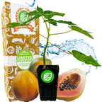 A TR Hovey Dwarf Papaya (Premium size) by Wellspring Gardens is shown in a black pot, with whole and sliced papaya fruit beside it. A decorative box sits behind the plant and water splashes in the background.