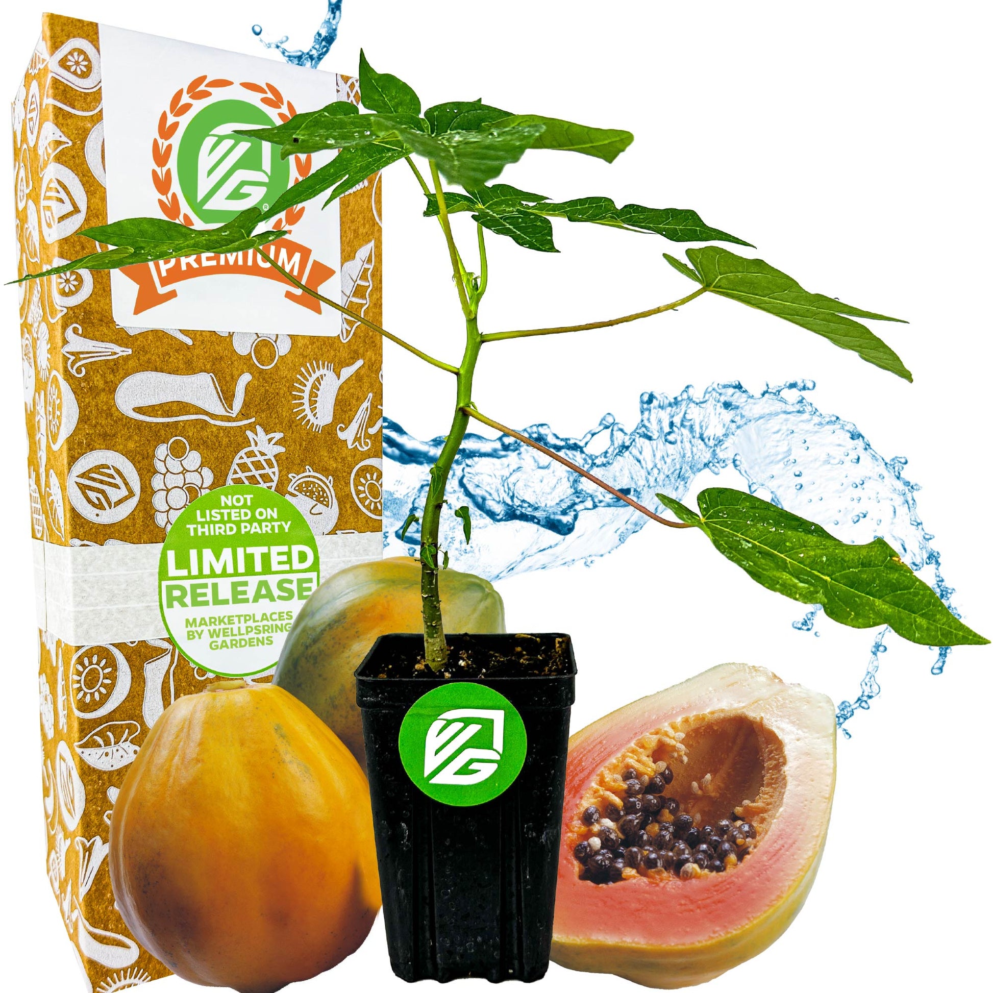 TR Hovey Dwarf Papaya (Premium size) - Carica papaya