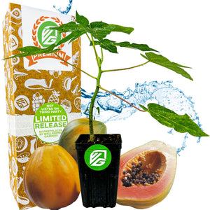 TR Hovey Dwarf Papaya (Premium size) - Carica papaya
