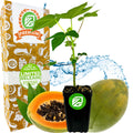 A Wellspring Gardens Tainung Papaya (Premium size) plant is displayed before a whole and halved papaya with water splashes, backed by a box labeled "Premium" and "Limited Release" for this disease-resistant Carica papaya.