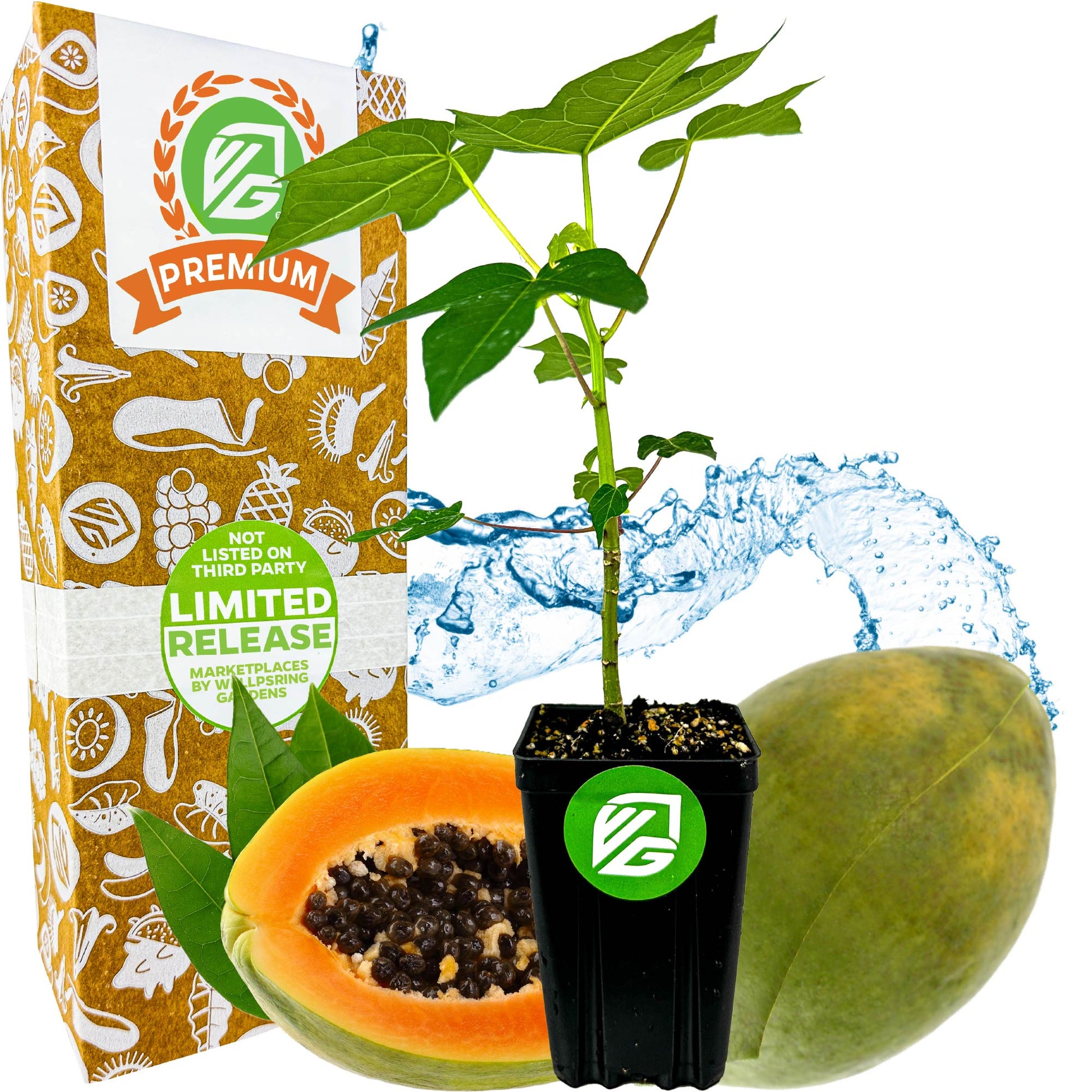 Tainung Papaya (Premium size) - Carica papaya