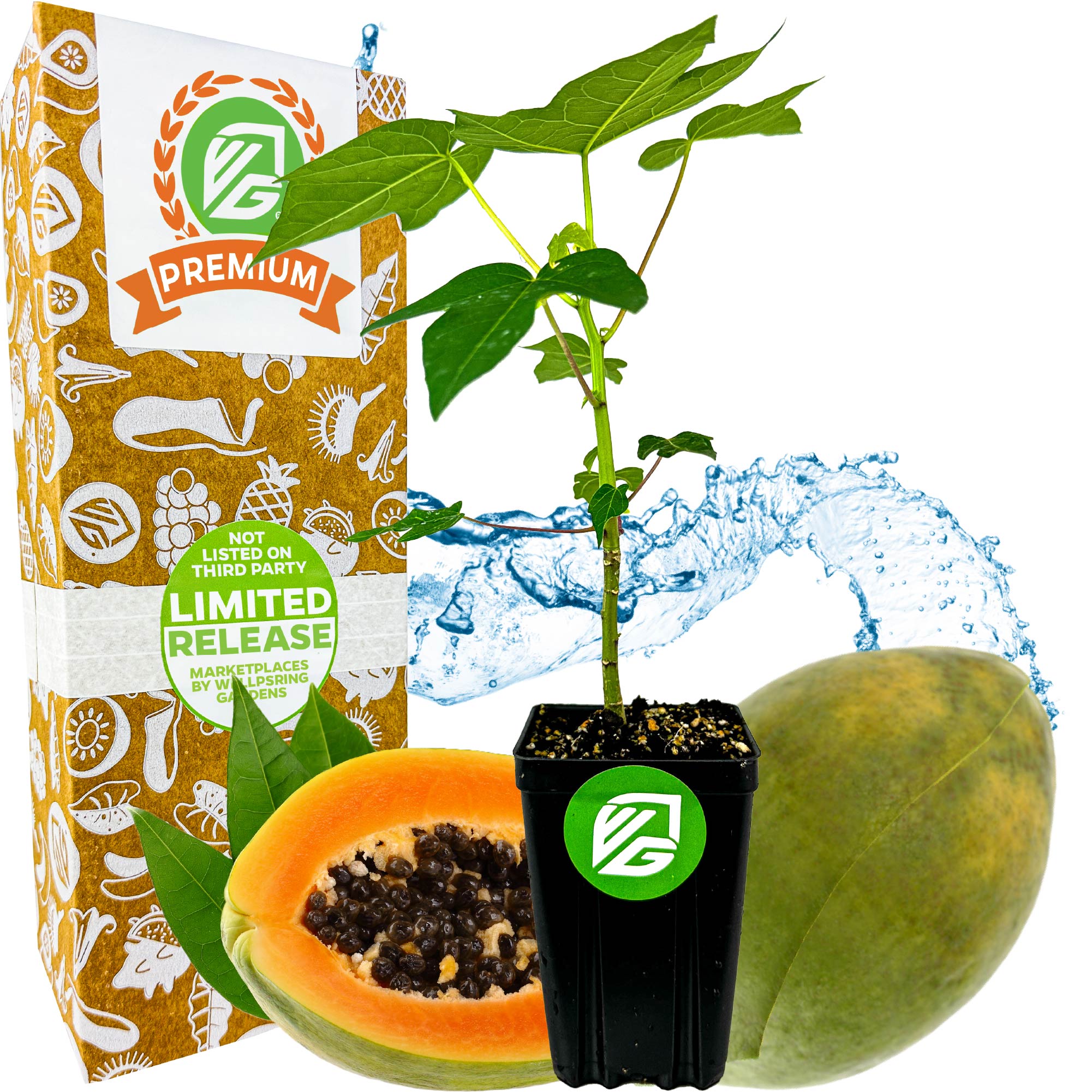 Tainung Papaya (Premium size) - Carica papaya