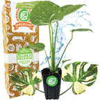 A Wellspring Gardens Thai Constellation Monstera Variegated (Premium 3/4-QT size) with striking green and white leaves sits in front of a Premium Limited Release box, with a splash of water in the background.