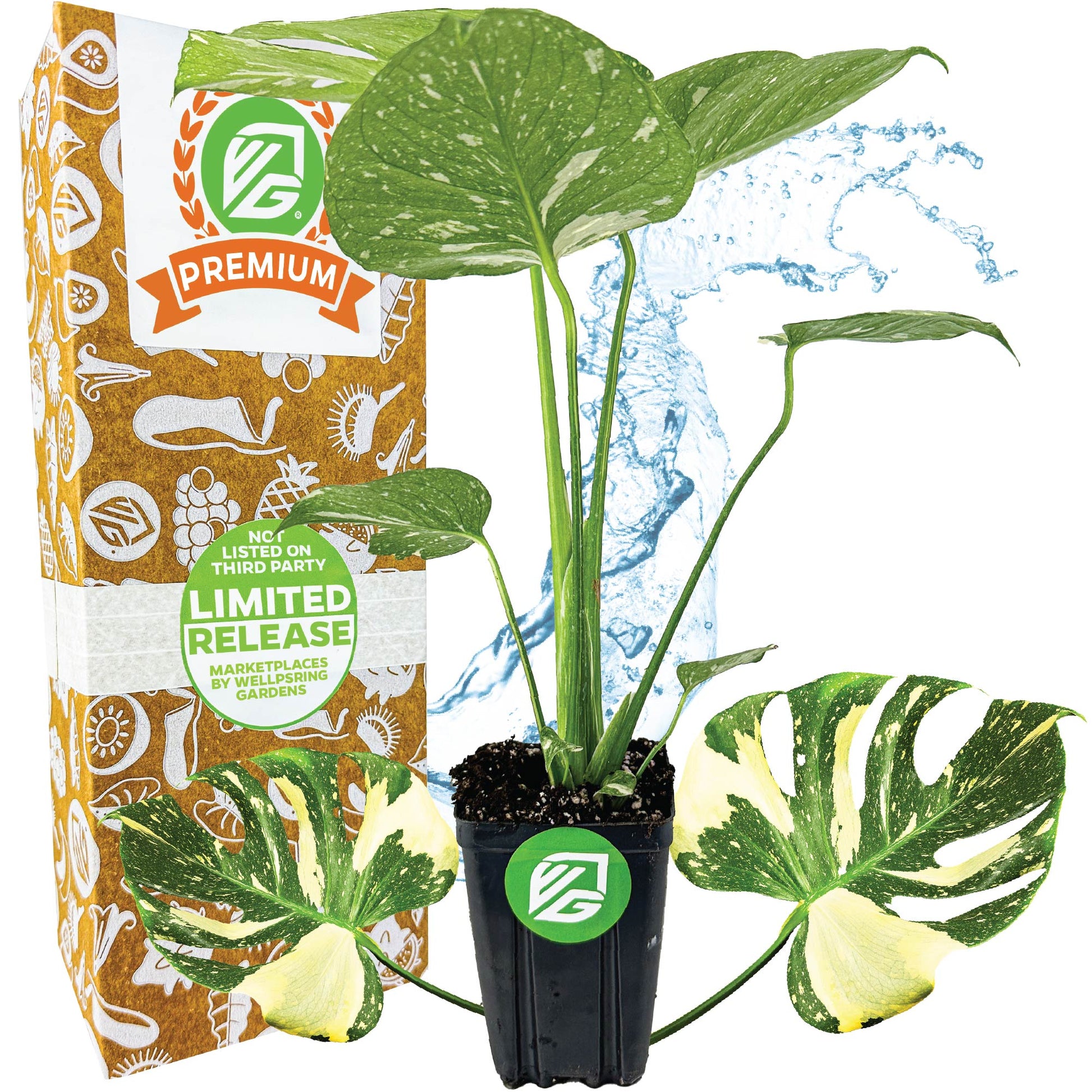 Thai Constellation Monstera Variegated - Premium 3/4-QT size - Monstera deliciosa