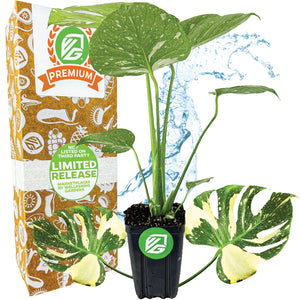 Thai Constellation Monstera Variegated - Premium 3/4-QT size - Monstera deliciosa